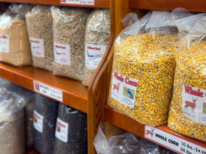 whole-corn